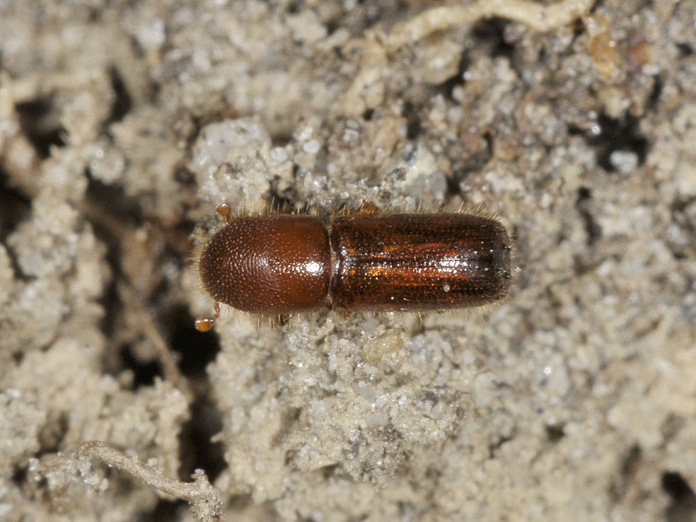 Xyleborus monographus (cf.) - Scolytidae